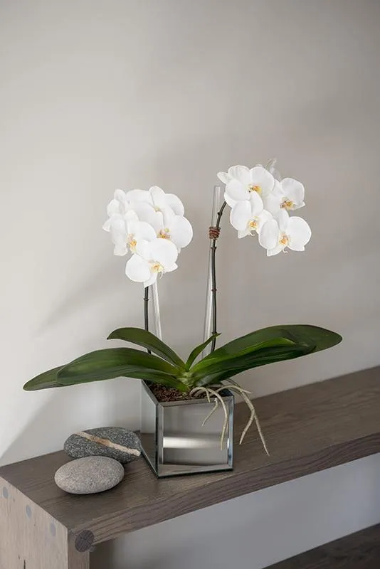 Phalaenopsis Orchid x2 in Mirror Vase 19"H