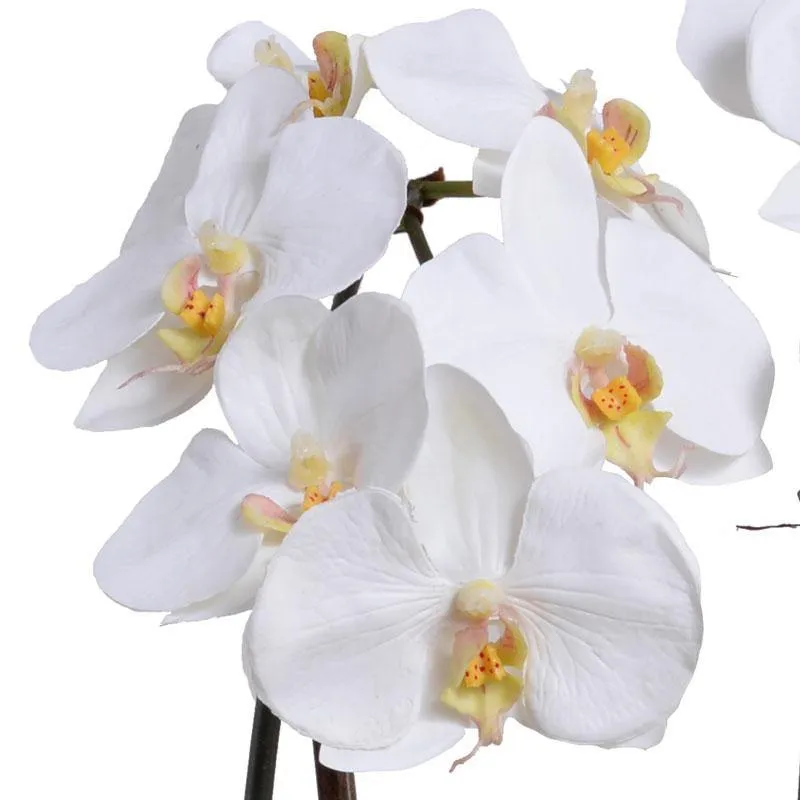 Phalaenopsis Orchid x2 in Mirror Vase 19"H
