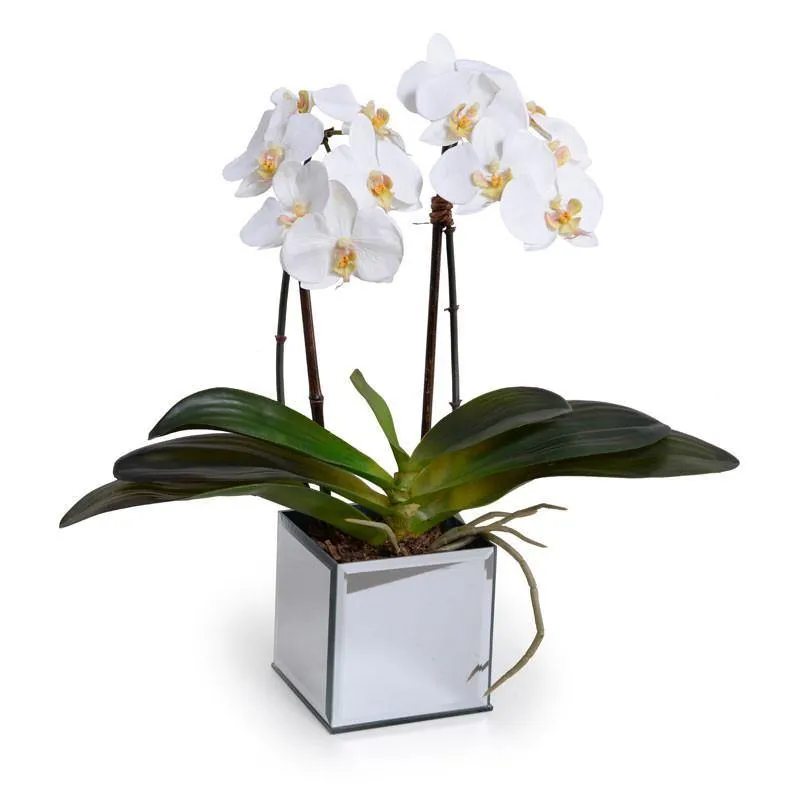 Phalaenopsis Orchid x2 in Mirror Vase 19"H