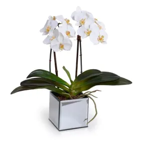 Phalaenopsis Orchid x2 in Mirror Vase 19"H