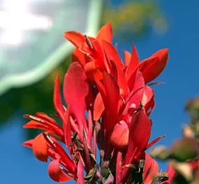 Red Canna   Canna indica   20 Seeds  USA Company