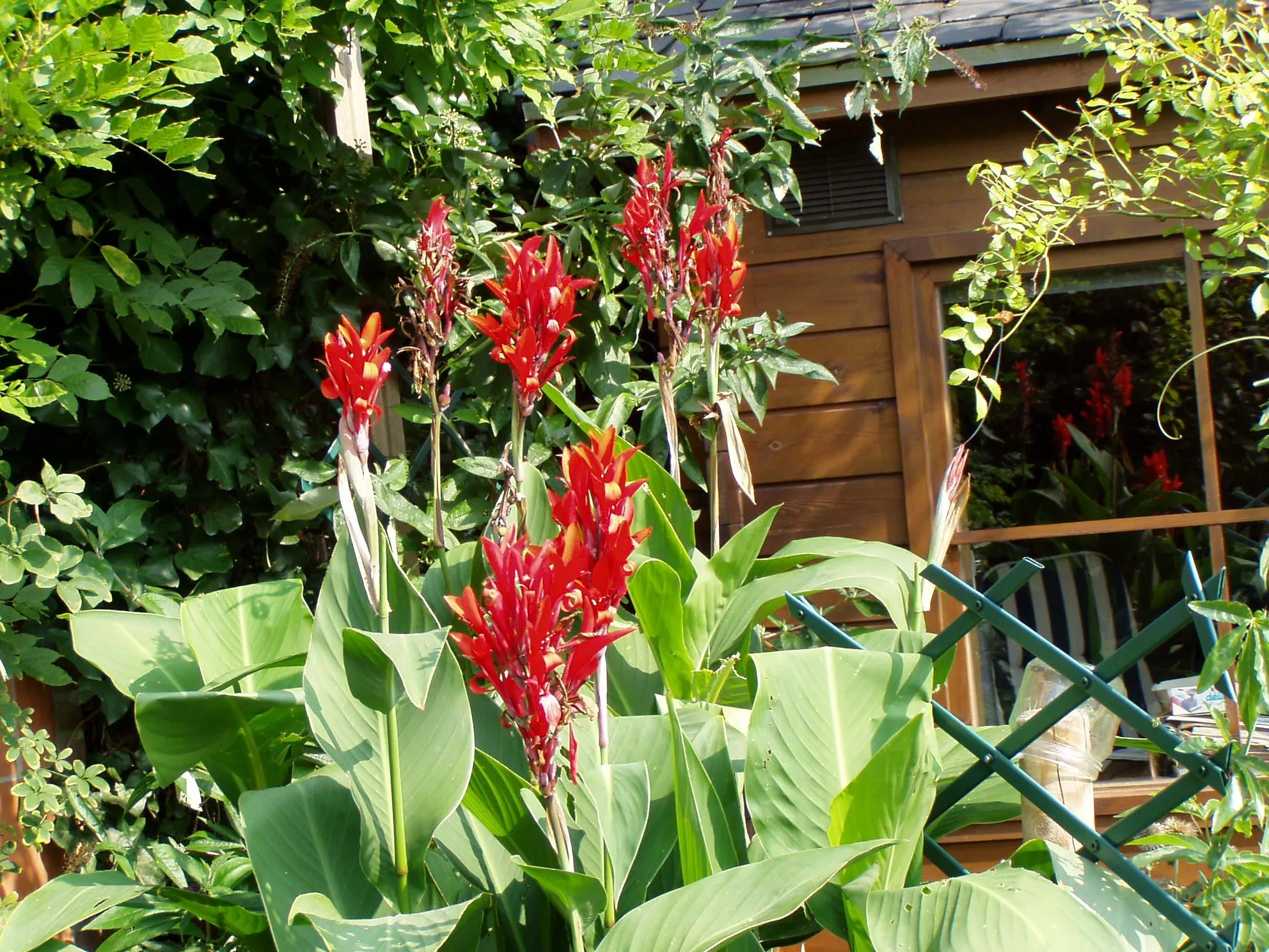 Red Canna   Canna indica   20 Seeds  USA Company