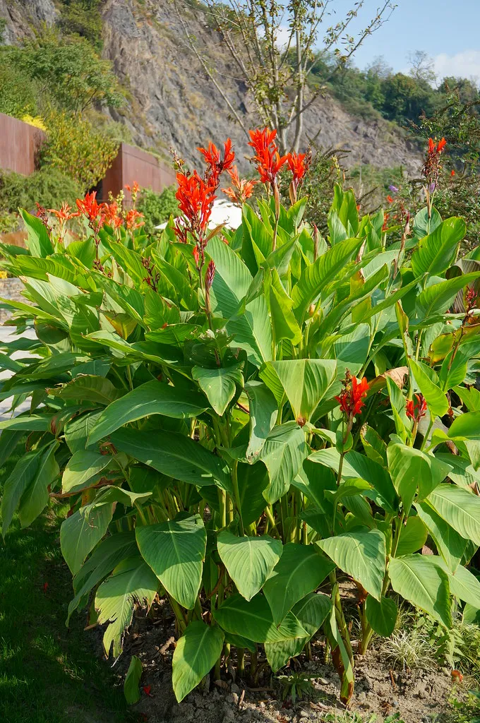 Red Canna   Canna indica   20 Seeds  USA Company
