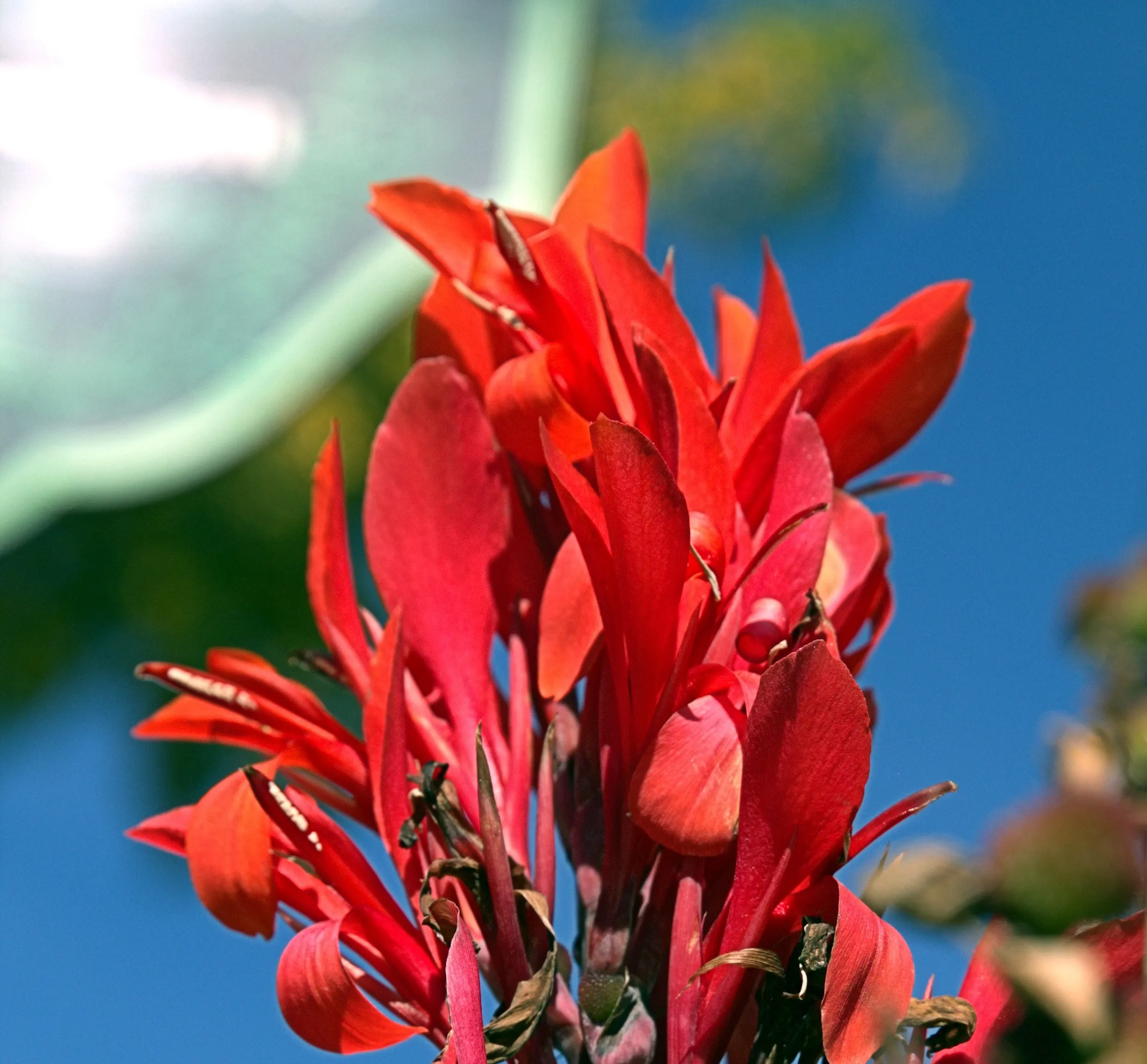 Red Canna   Canna indica   20 Seeds  USA Company