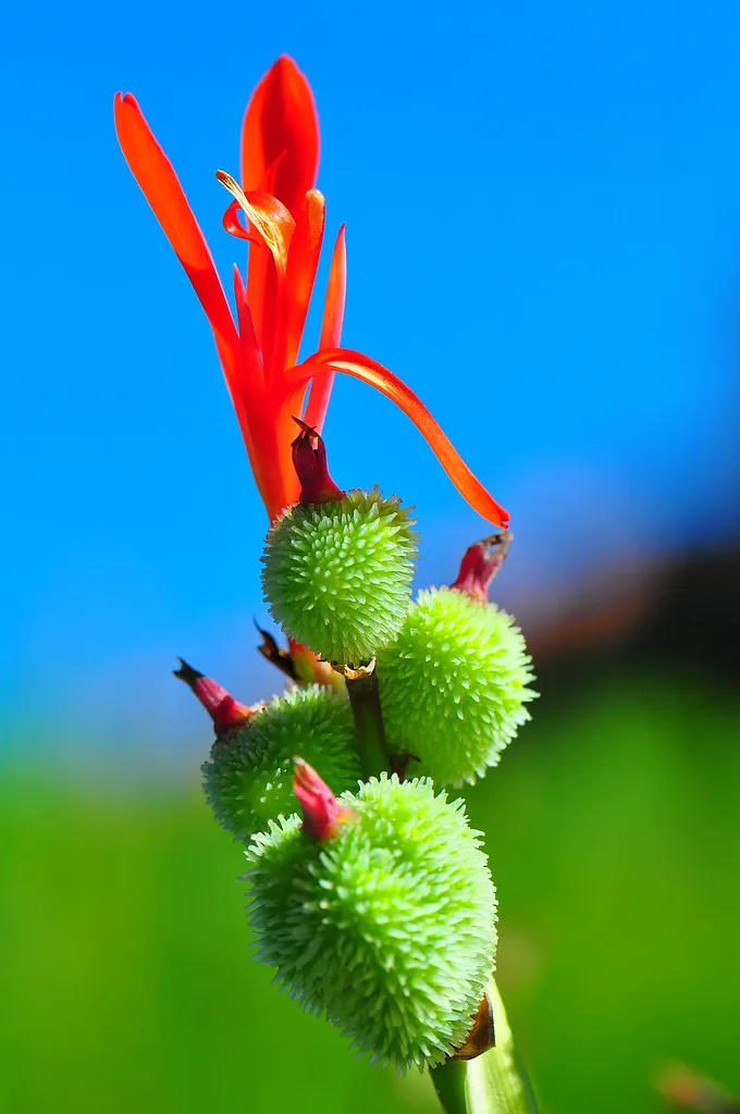 Red Canna   Canna indica   20 Seeds  USA Company