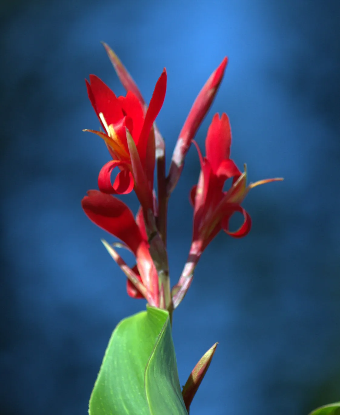 Red Canna   Canna indica   20 Seeds  USA Company