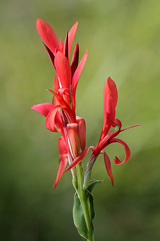 Red Canna   Canna indica   20 Seeds  USA Company