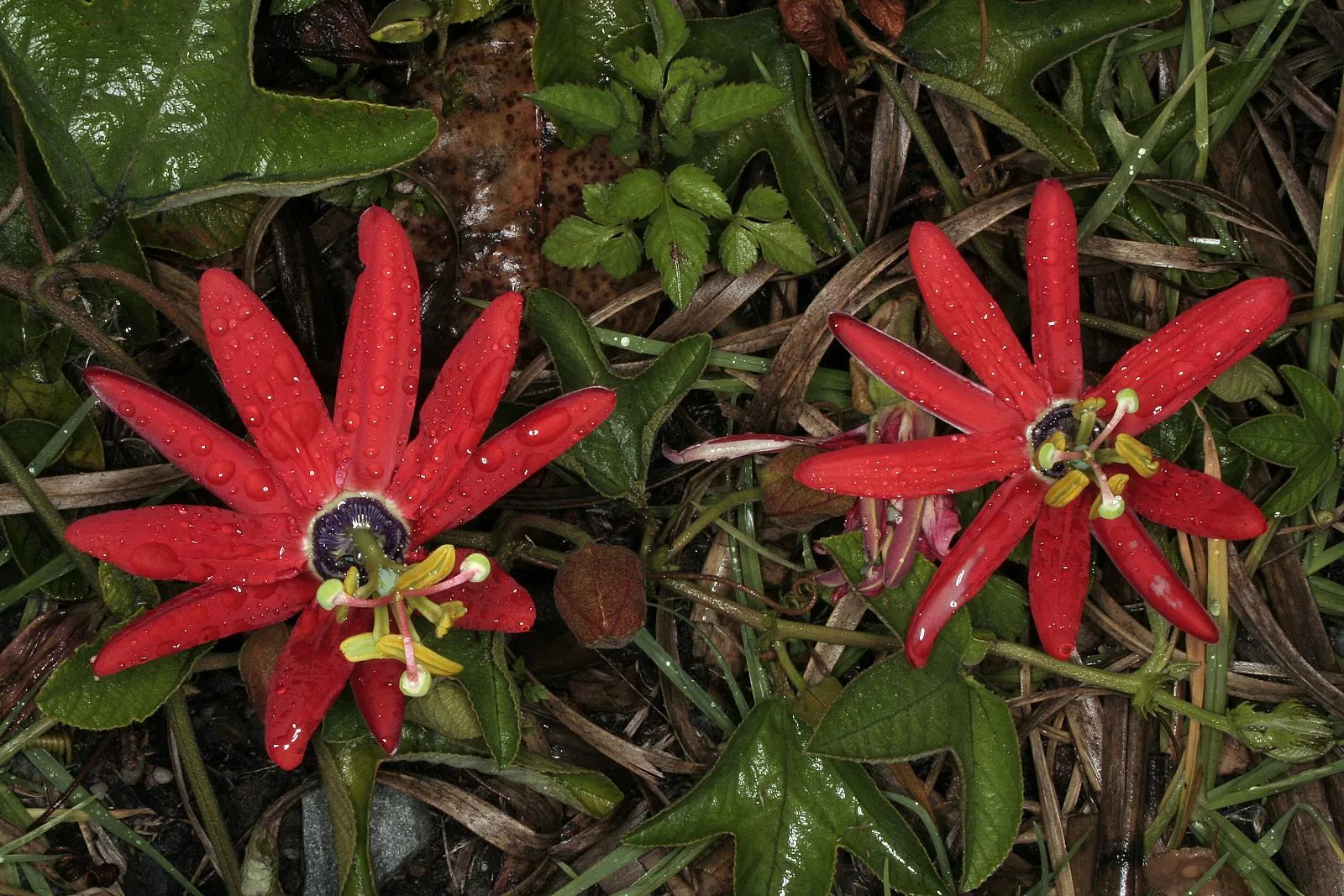 Red Passion Flower  5 Seeds  Passiflora manicata  USA Company