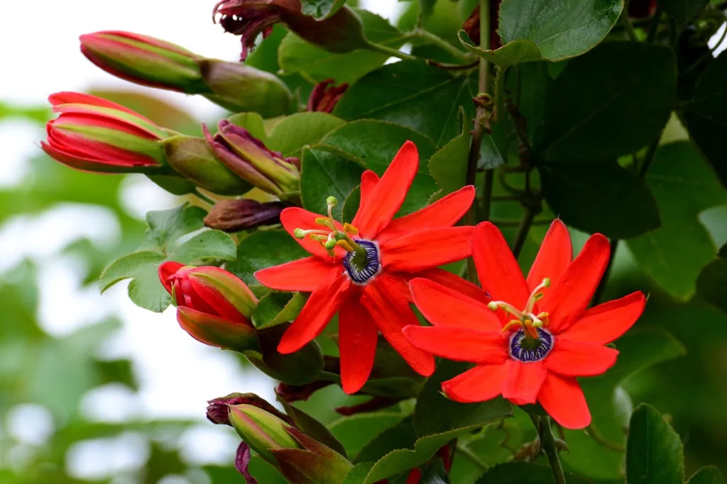 Red Passion Flower  5 Seeds  Passiflora manicata  USA Company