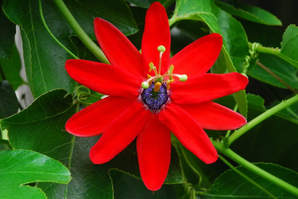 Red Passion Flower  5 Seeds  Passiflora manicata  USA Company