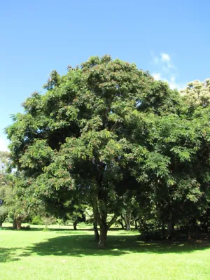 Red Sandalwood Adenanthera pavonina 20 Seeds  USA Company
