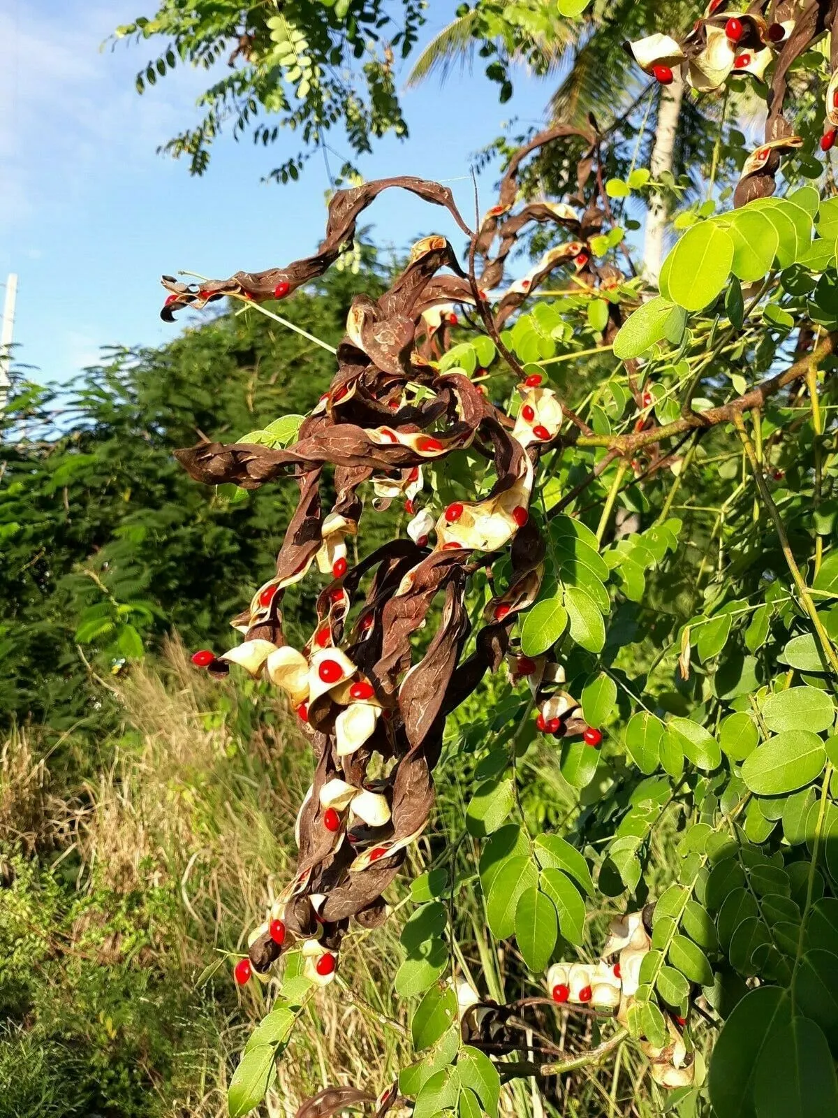 Red Sandalwood Adenanthera pavonina 20 Seeds  USA Company