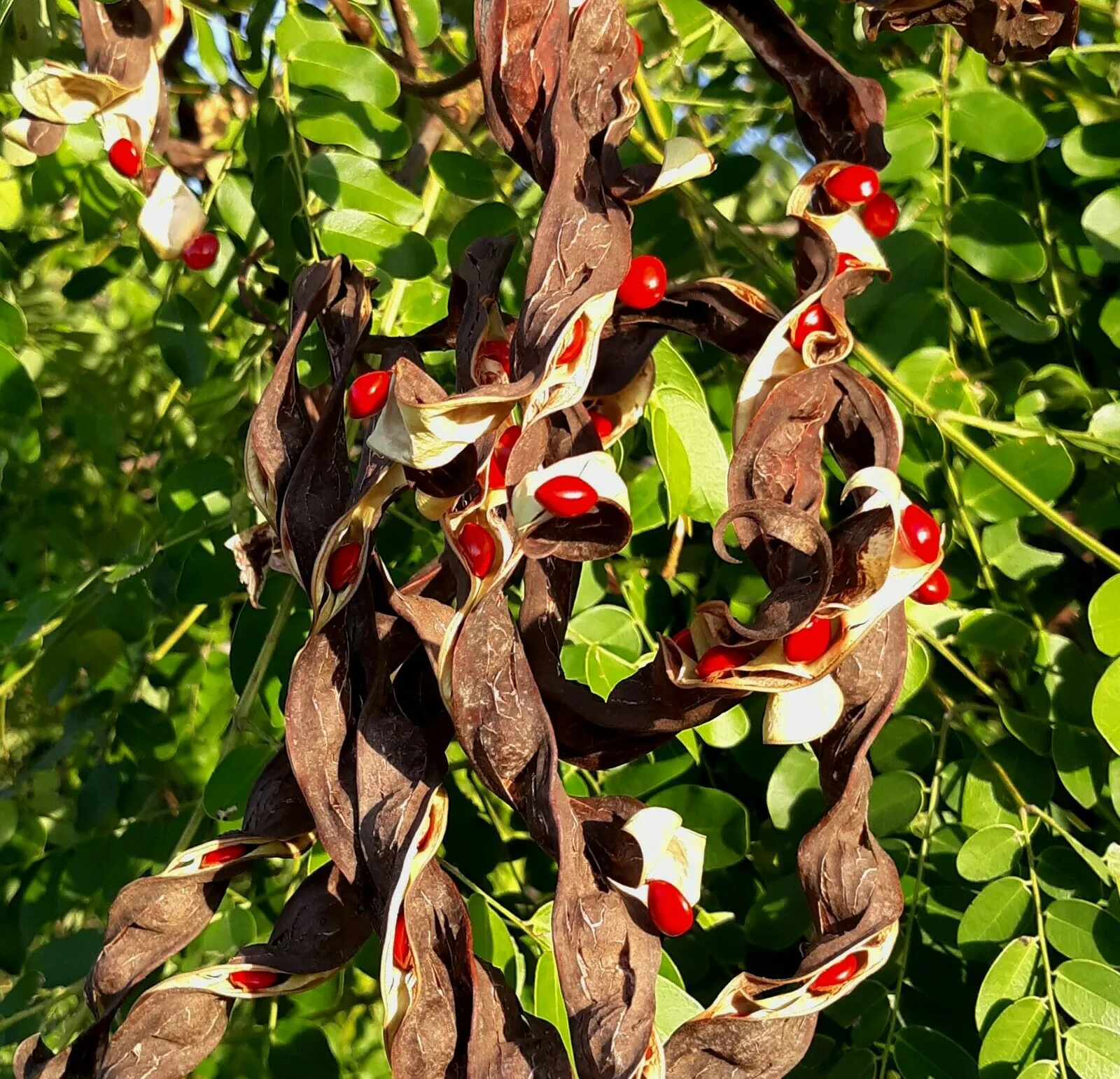 Red Sandalwood Adenanthera pavonina 20 Seeds  USA Company