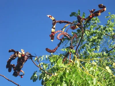 Red Sandalwood Adenanthera pavonina 20 Seeds  USA Company