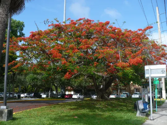 Royal Poinciana Delonix regia 20 Seeds  USA Company