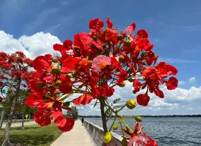Royal Poinciana Delonix regia 20 Seeds  USA Company