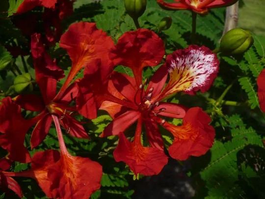 Royal Poinciana Delonix regia 20 Seeds  USA Company