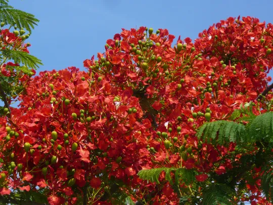 Royal Poinciana Delonix regia 20 Seeds  USA Company