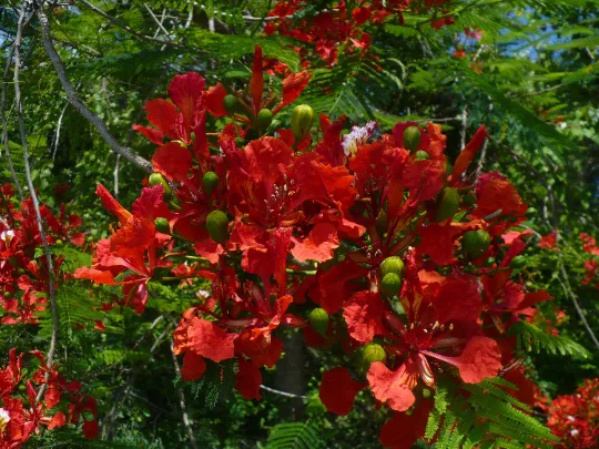 Royal Poinciana Delonix regia 20 Seeds  USA Company