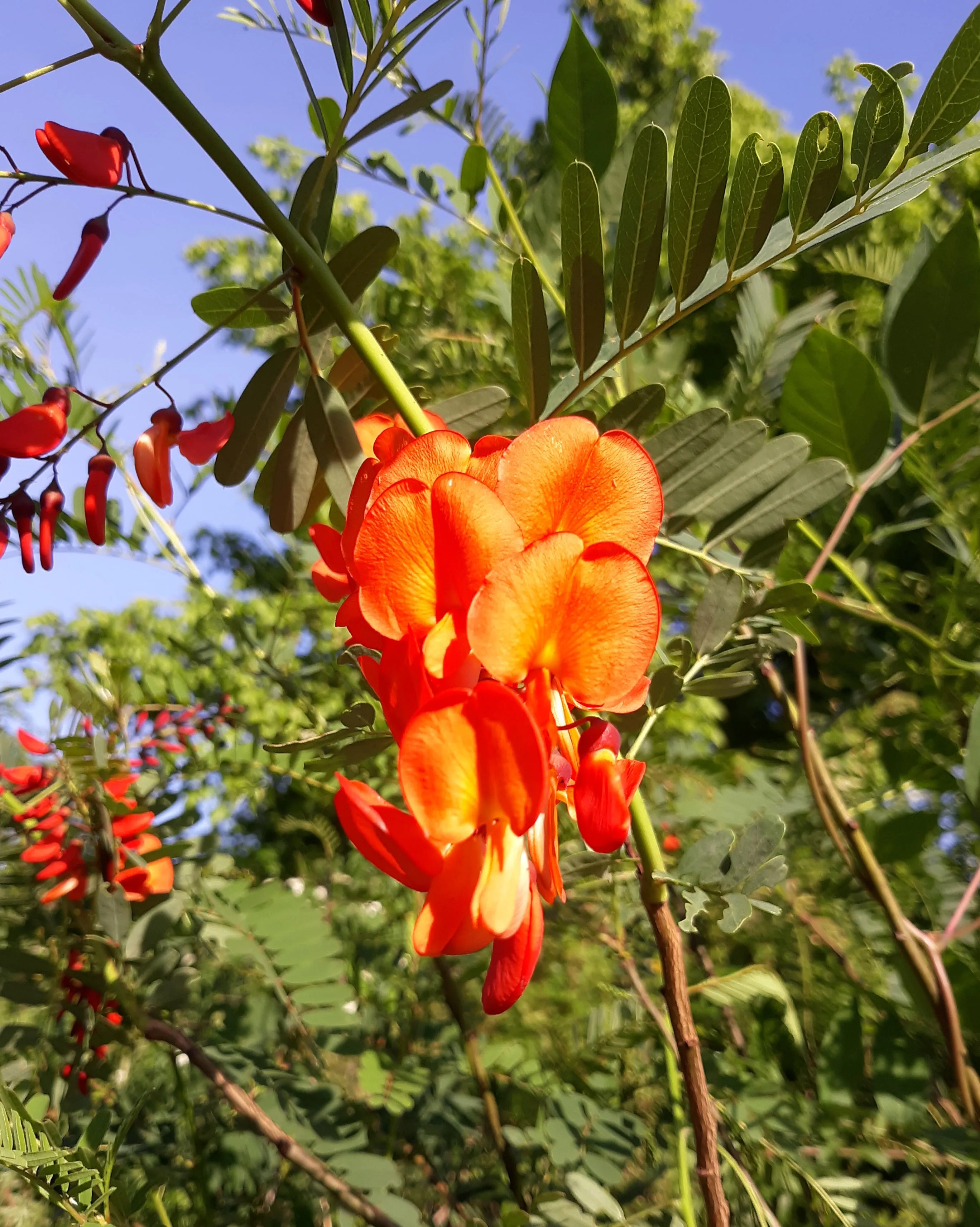Scarlet Wisteria Sesbania punicea 20 Seeds  USA Company