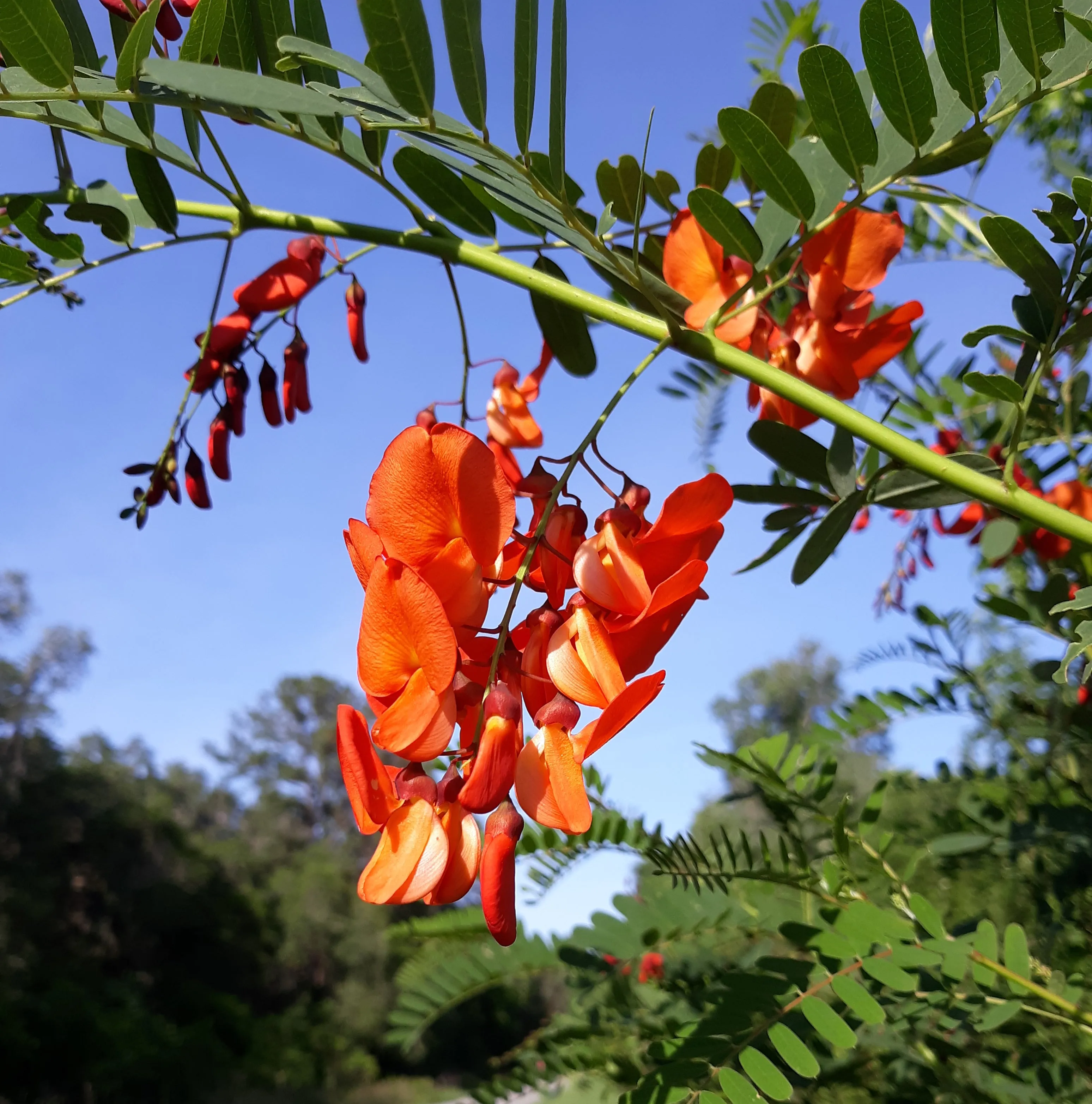 Scarlet Wisteria Sesbania punicea 20 Seeds  USA Company