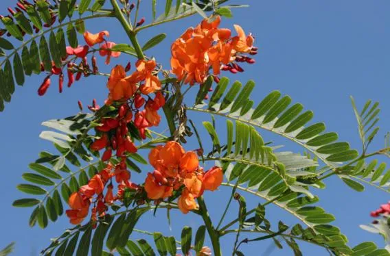 Scarlet Wisteria Sesbania punicea 20 Seeds  USA Company