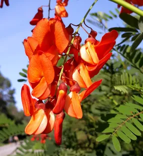 Scarlet Wisteria Sesbania punicea 20 Seeds  USA Company