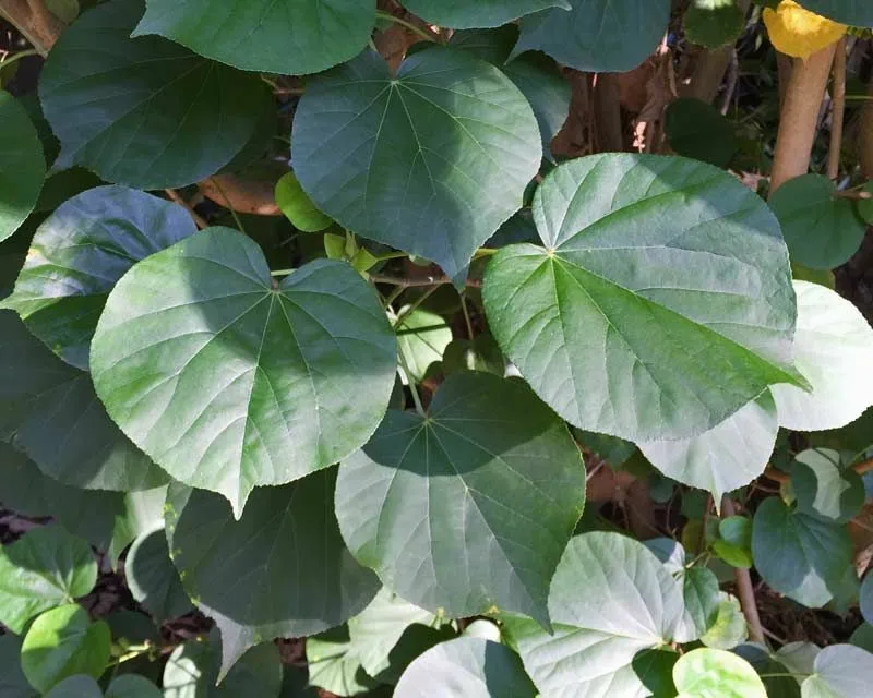 Sea Hibiscus Mahoe Hibiscus tiliaceus 20 Seeds  USA Company