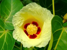 Seaside Mahoe Portia Tree Thespesia populnea 20 Seeds  USA Company
