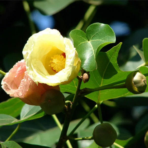 Seaside Mahoe Portia Tree Thespesia populnea 20 Seeds  USA Company