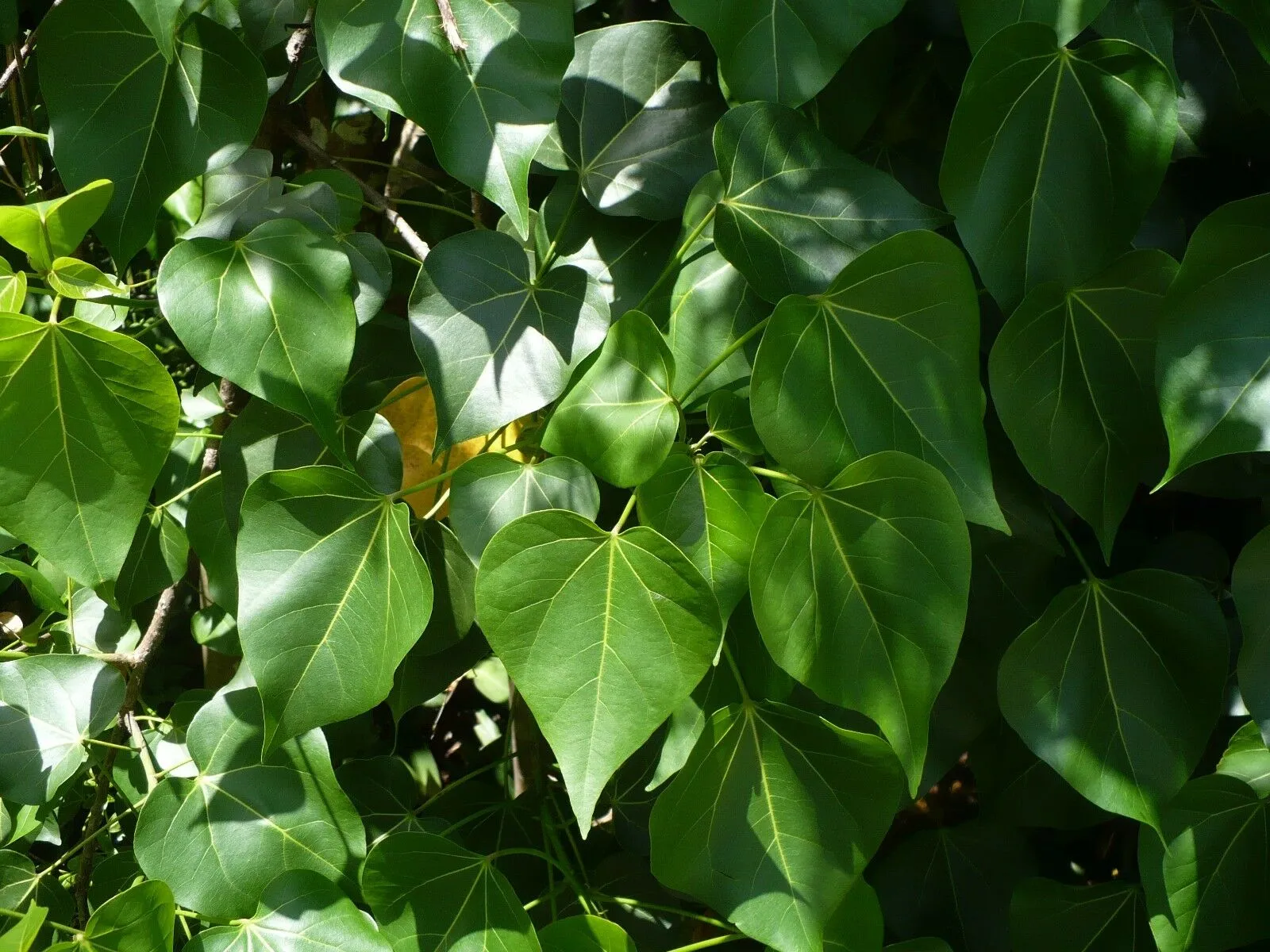 Seaside Mahoe Portia Tree Thespesia populnea 20 Seeds  USA Company