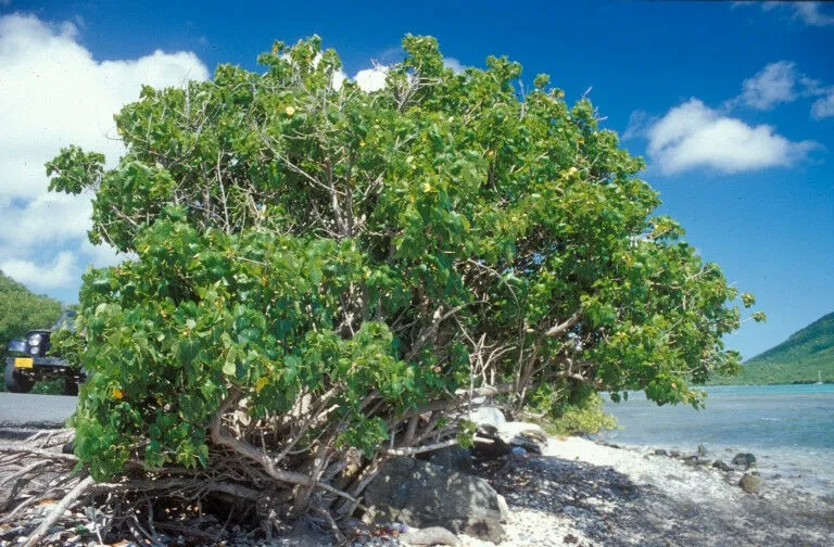 Seaside Mahoe Portia Tree Thespesia populnea 20 Seeds  USA Company