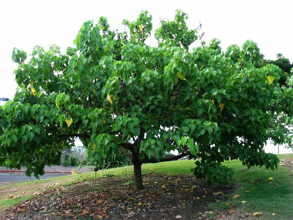 Seaside Mahoe Portia Tree Thespesia populnea 20 Seeds  USA Company