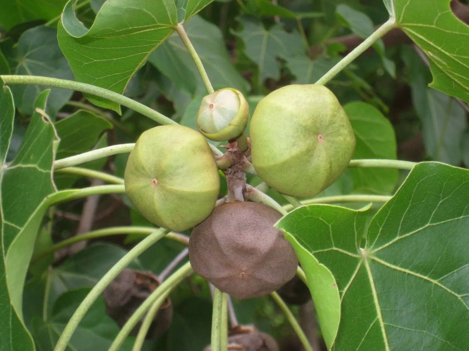 Seaside Mahoe Portia Tree Thespesia populnea 20 Seeds  USA Company
