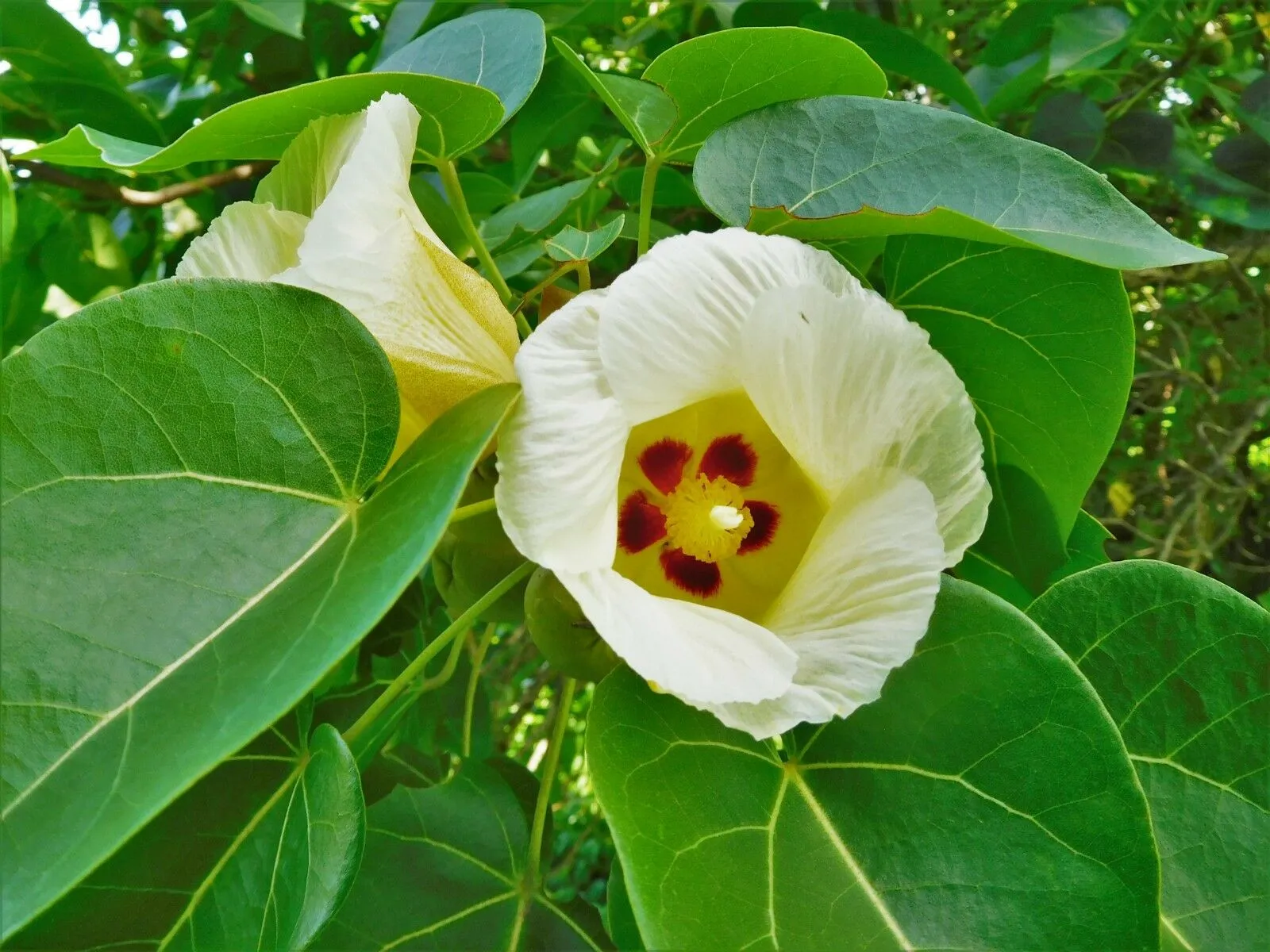 Seaside Mahoe Portia Tree Thespesia populnea 20 Seeds  USA Company