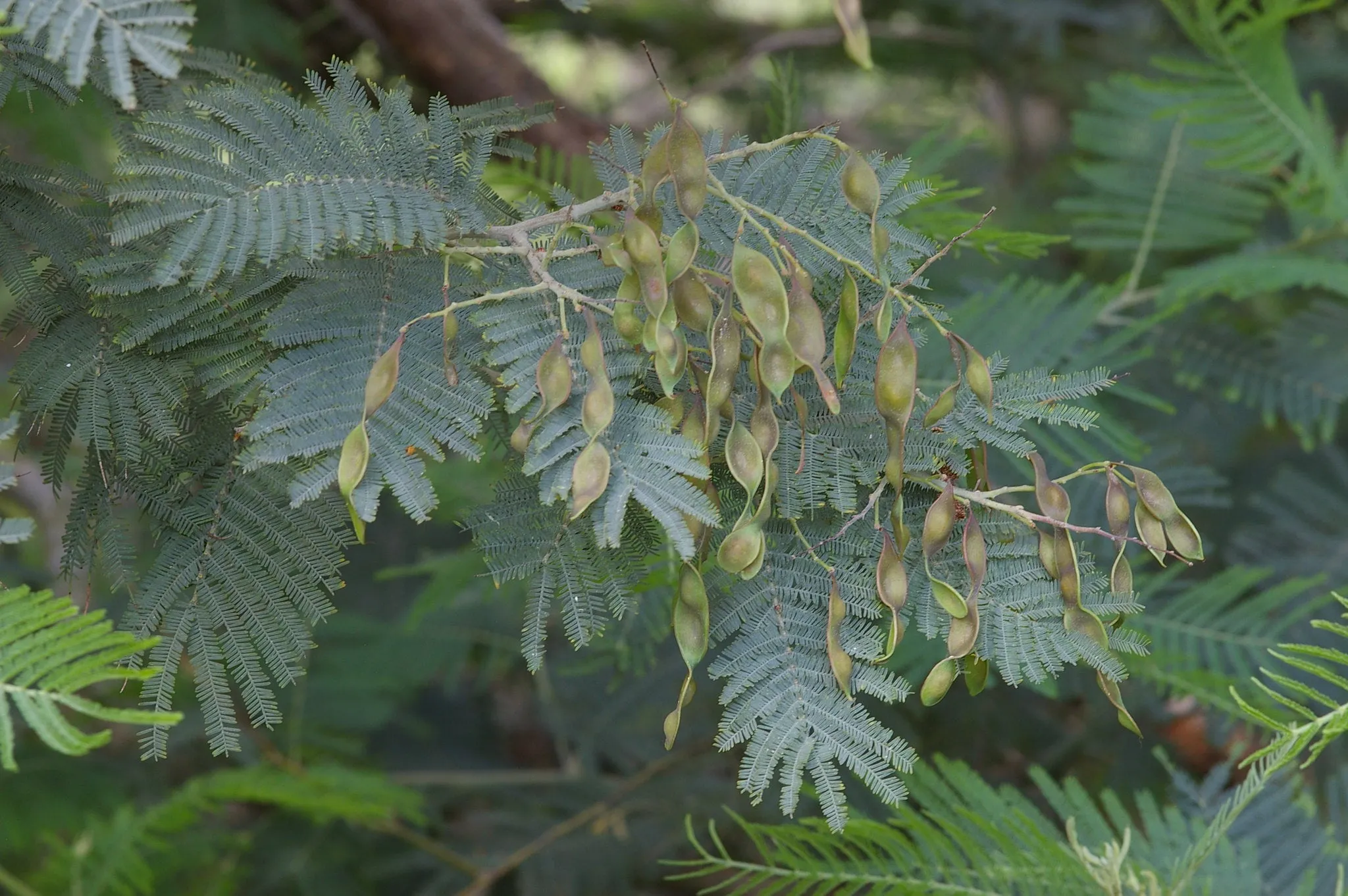 Silver Wattle Acacia dealbata 200 Seeds  USA Company