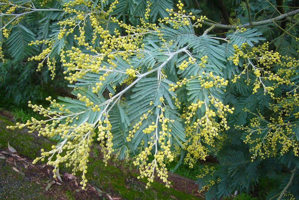 Silver Wattle Acacia dealbata 200 Seeds  USA Company