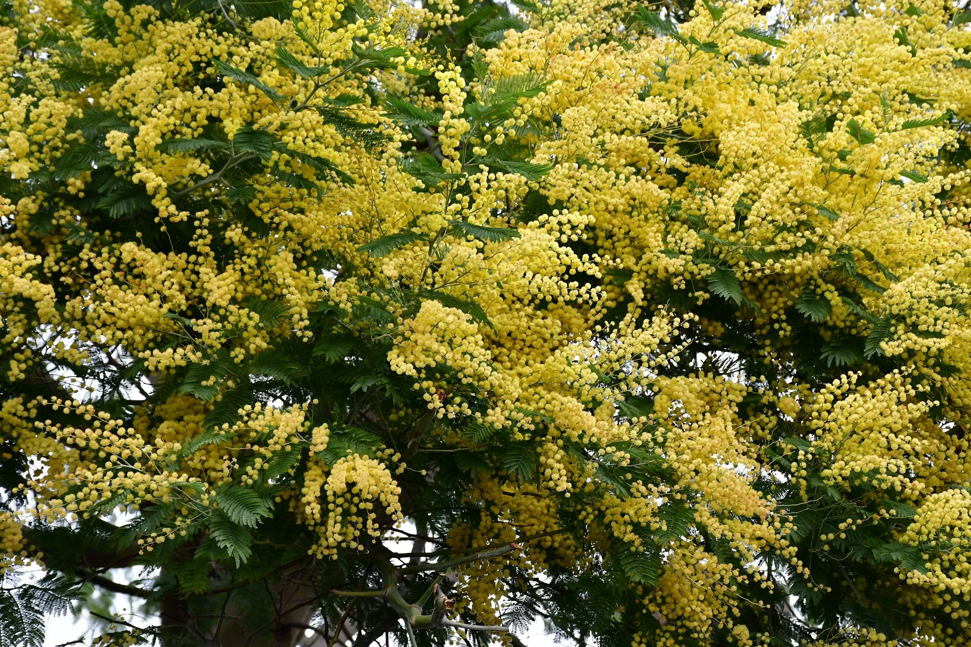 Silver Wattle Acacia dealbata 200 Seeds  USA Company