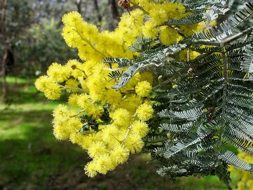 Silver Wattle Acacia dealbata 200 Seeds  USA Company