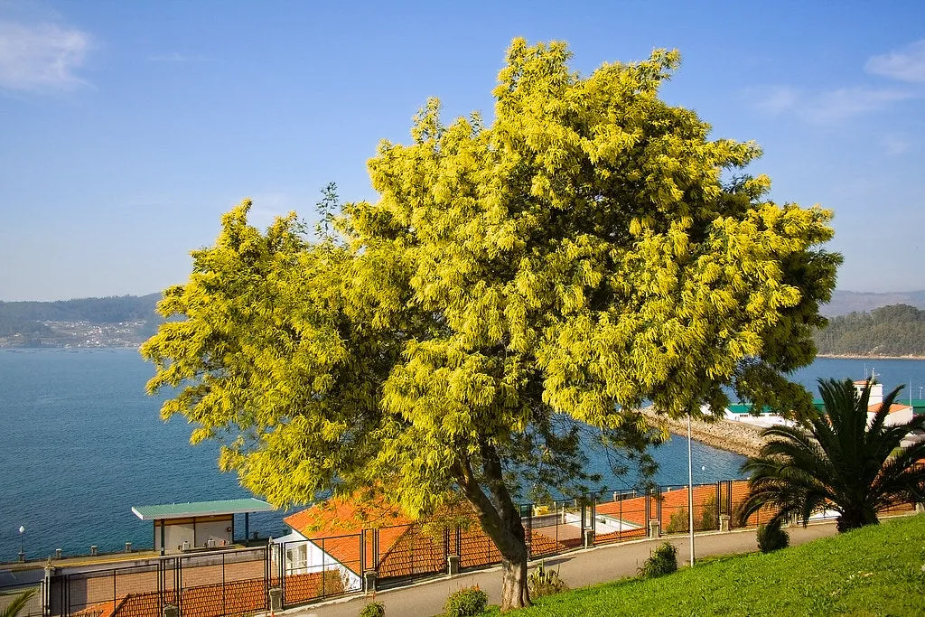 Silver Wattle Acacia dealbata 200 Seeds  USA Company