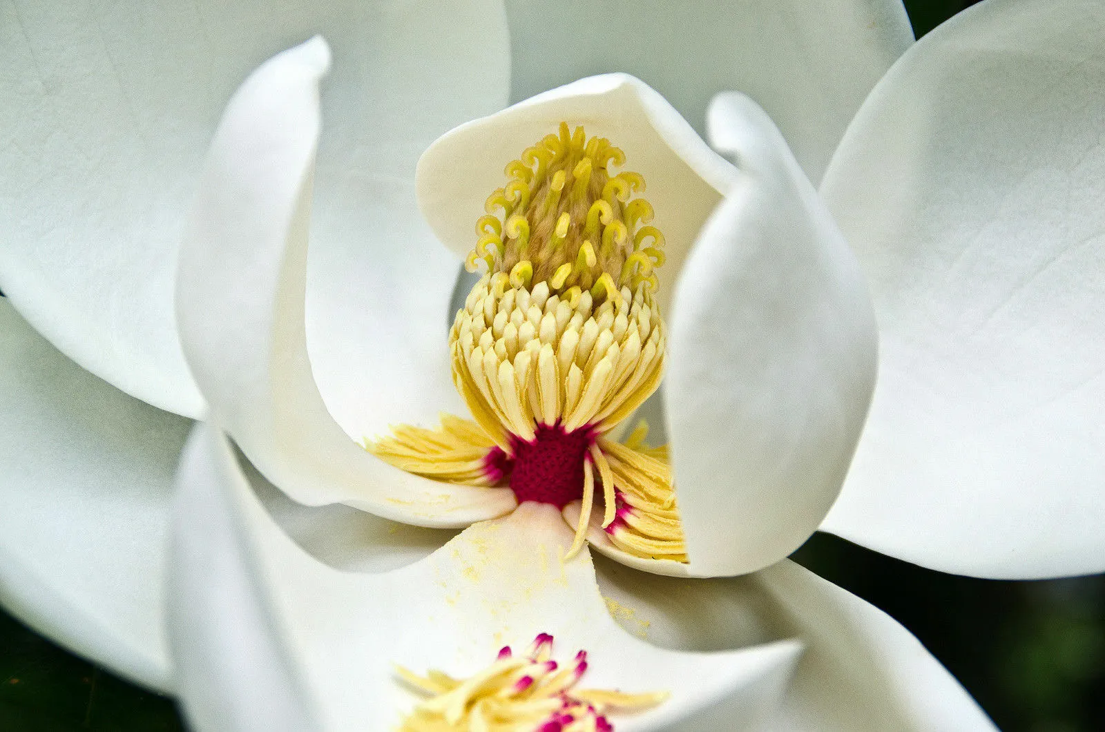 Southern Magnolia Magnolia grandiflora 10 Seeds  USA Company