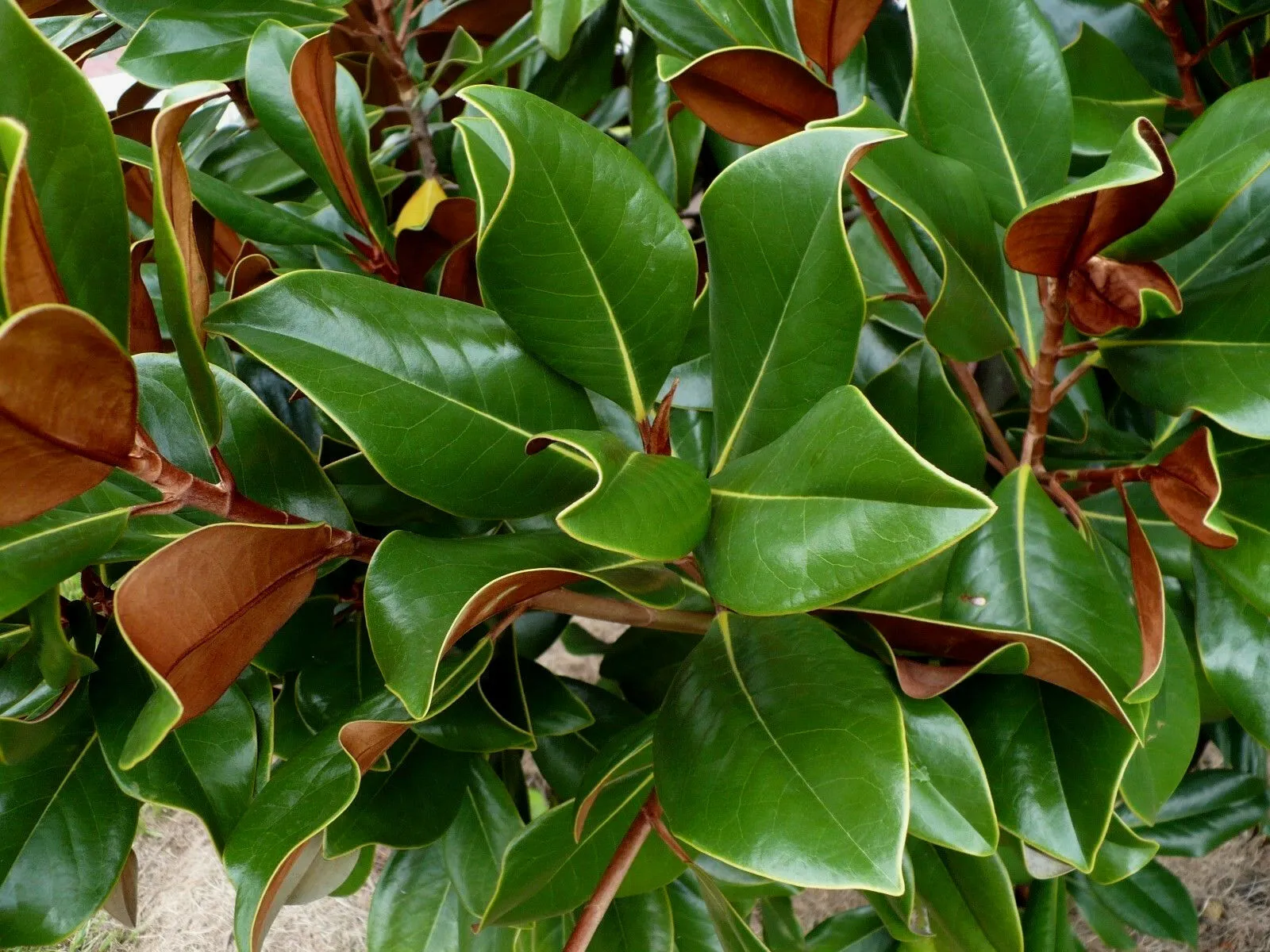 Southern Magnolia Magnolia grandiflora 10 Seeds  USA Company