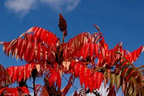 Staghorn Sumac  1 Oz  3000 Seeds  Rhus typhina  USA Company