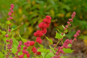 Strawberry Spinach  Chenopodium capitatum  100 Seeds  USA Company