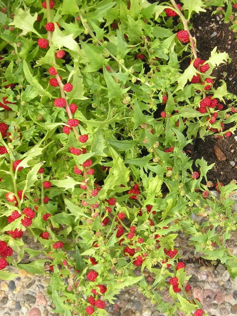 Strawberry Spinach  Chenopodium capitatum  100 Seeds  USA Company