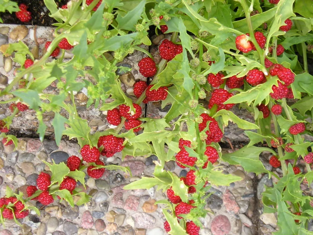 Strawberry Spinach  Chenopodium capitatum  100 Seeds  USA Company
