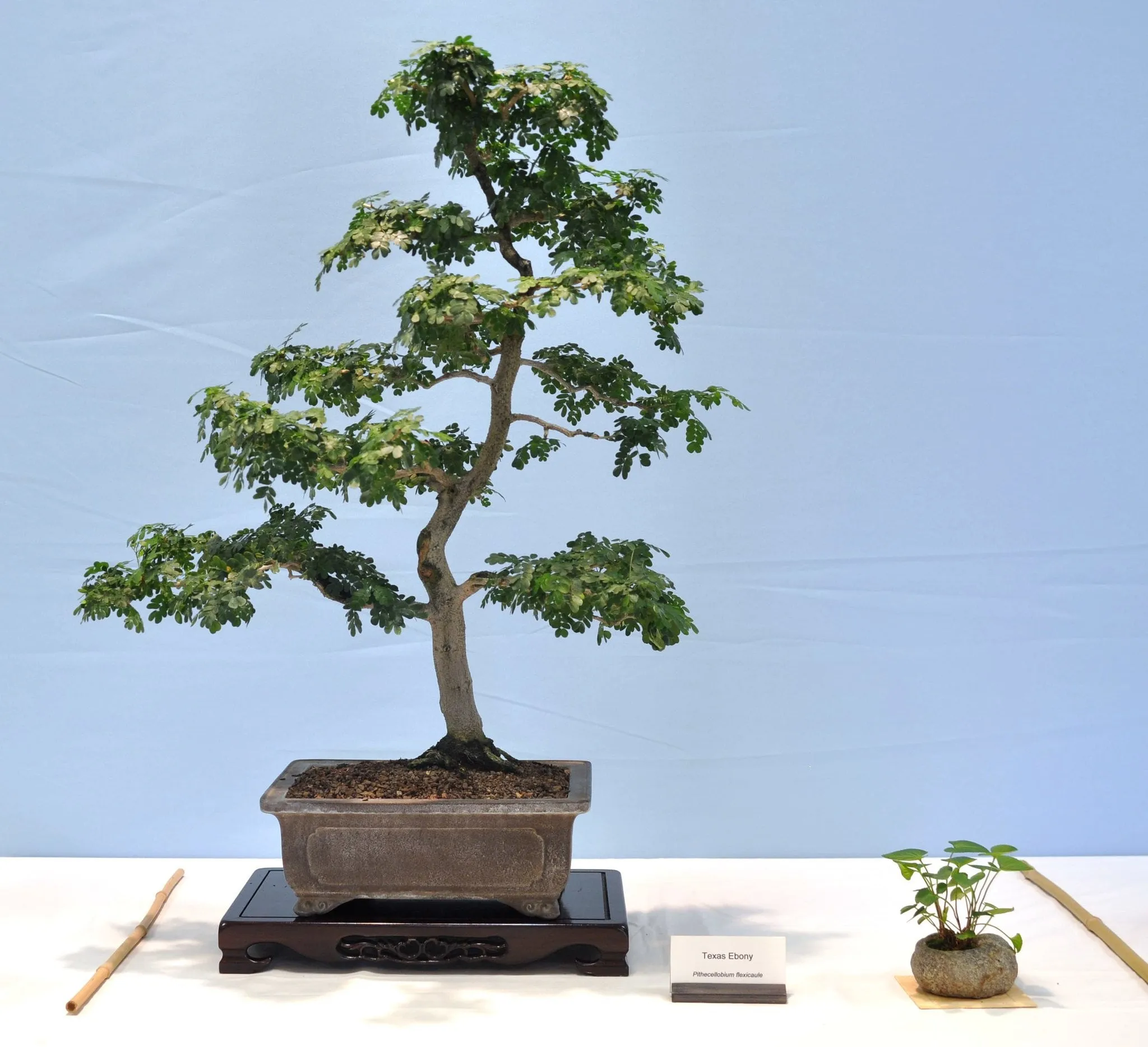 Texas Ebony 10 Seeds  Pithecellobium flexicaule