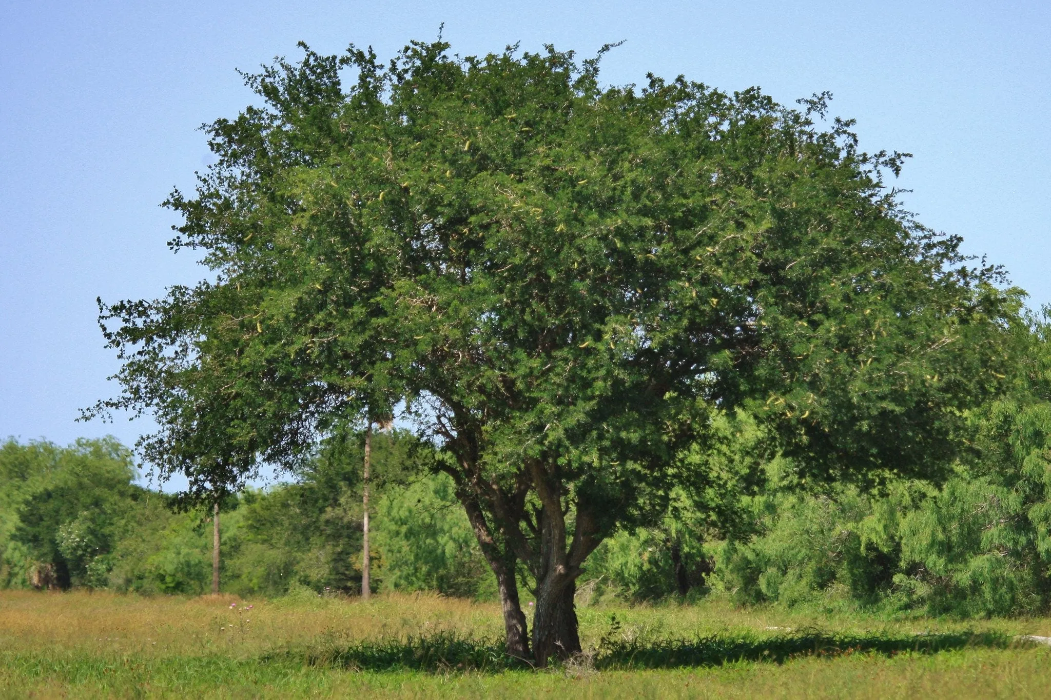 Texas Ebony 10 Seeds  Pithecellobium flexicaule