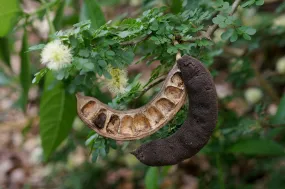 Texas Ebony 10 Seeds  Pithecellobium flexicaule
