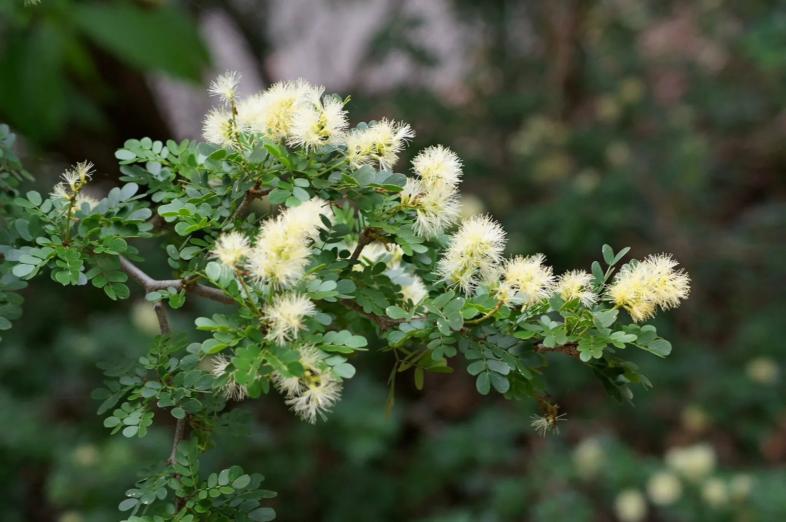 Texas Ebony 10 Seeds  Pithecellobium flexicaule